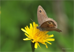 <p>OKÁČ JEČMÍNKOVÝ (Lasiommata maera) Slovensko - Vysoké Tatry ---- /Large wall brown - Braunauge/</p>